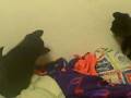 videos de Messy Marvin is not too pissed off to play with a laser light part tres