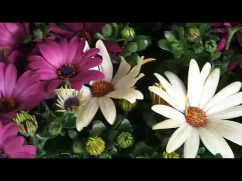 how to grow osteospermum from seed