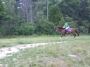 Jumping pony 2ft6