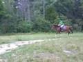 Jumping pony 2ft6