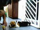 my beagle my beagle