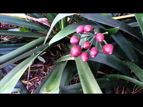 how to transplant clivia plants
