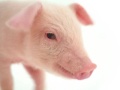 Telus Animals - join the crowd