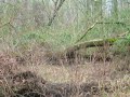 rabbit hunting running cottontails in the rain with beagles