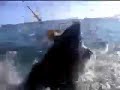 great-white-shark-attacks.html