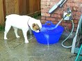 Bathing Beauty