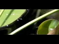 Dragonfly with reflection in water