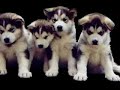 Alaskan Malamutes