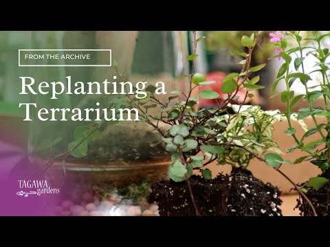 how to replant a terrarium