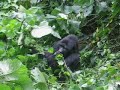 Bwindi Silverback