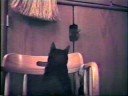 Dana TV - Cat Chasing Kitten