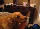 Dog Watching TV Dog Watching TV