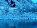 big horn sheep in hells canyon
