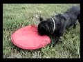French Bulldog: Seeing Red