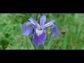 Bummblebee on blue iris