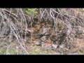 videos de Spring Comes to Washington State