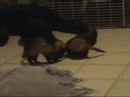 Ferrety Fun! (vid 2) Ferrety Fun! (vid 2)