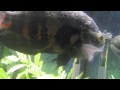 Oscar Fish With HITH (Hole in the Head) Disease