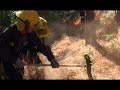 Incendio consume 4 manzanas de bosque