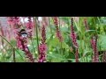 Hommel vliegt van bloem naar bloem Hommel vliegt van bloem naar bloem