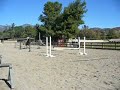 Society Girl  - Gymnastic Holsteiner for Sale by Luganda
