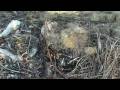 Hog Trap12 Part 1