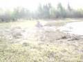 Mud Banshee