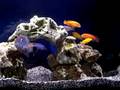 Giannicola acquario ciclidi