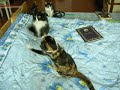 Cats dancing to Amanda Palmer Cats dancing to Amanda Palmer
