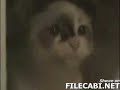 Check this video out -- The REAL Techno Cat http://t.co/MdWe68GB via @youtube