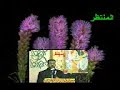 شعر شعبي علاء حسن أل ياسين