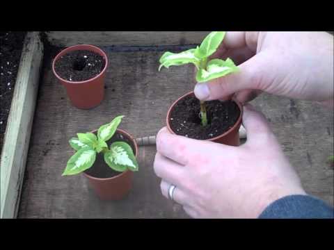 how to transplant coleus cuttings