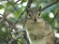 DRAMATIC CHIPMUNK (THE REAL DEAL)