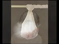 Anne Geddes 1