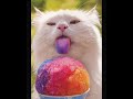 much cats//speira-speira-kraounakis
