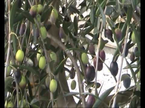 how to harvest olives