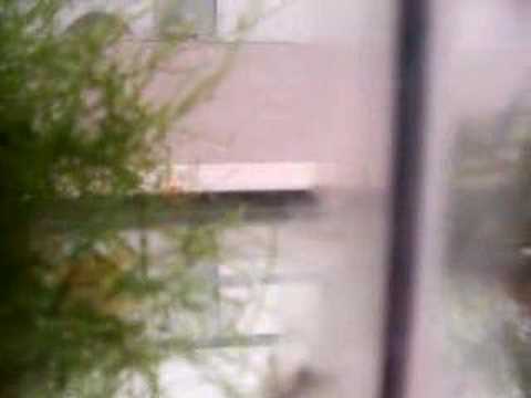 Baby Australe killifish