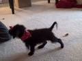 videos de Pepper - Mini Labradoodle