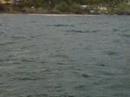 Byron Bay dolphin kayaking with Go Sea Kayak June 18th