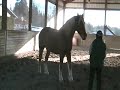 Sammy in the Arena at Horse Haven