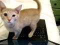 Little cat, off of my computer Little cat, off of my computer
