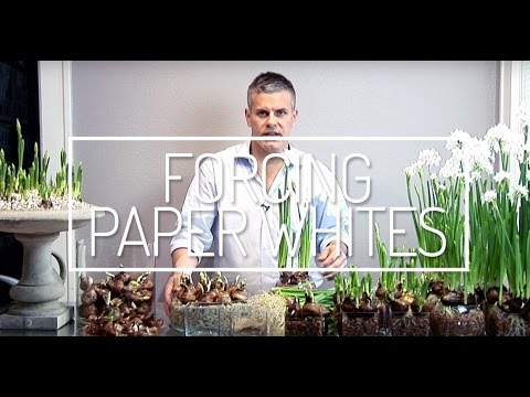 how to replant paperwhites