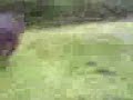 Dom Done attempted horseriding (part 1) Dom Done attempted horseriding (part 1)