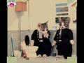 funny animals