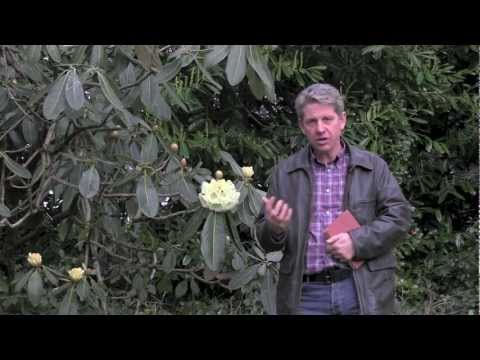 how to collect rhododendron seeds