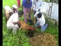 Offerfeest bij de moslimse familie in Suriname
