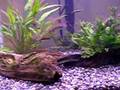 Glowlight tetras spawning
