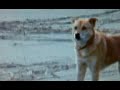 Pets near nuclear zone running out of time (Fukushima Pet Rescue)