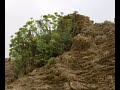 Walk on the beach of Givat Olga2