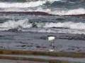 Walk on the beach of Givat Olga2